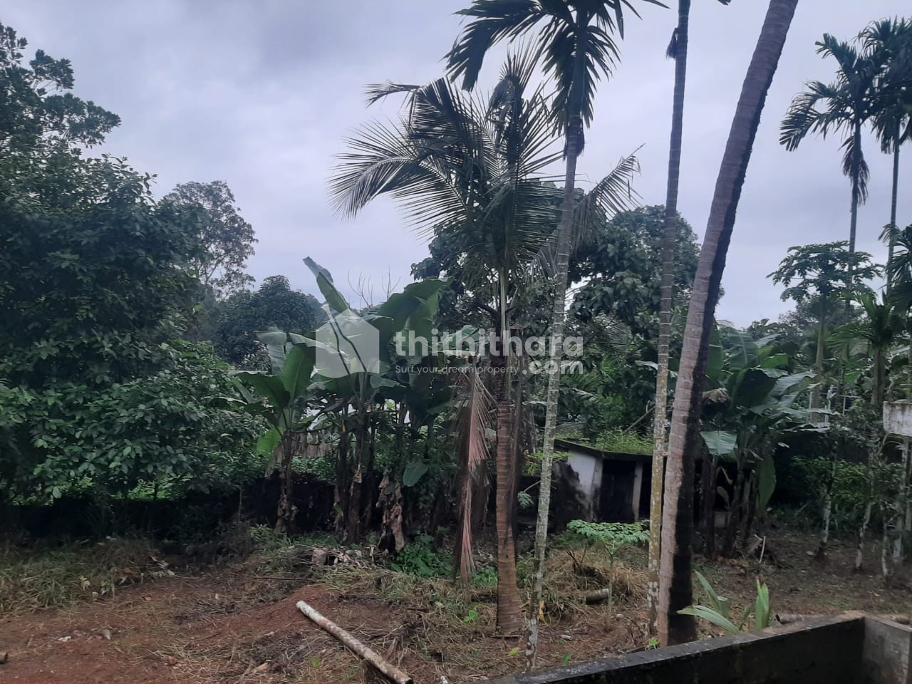 8.750 Cent Residential Land for Sale in Chottanikkara Ernakulam