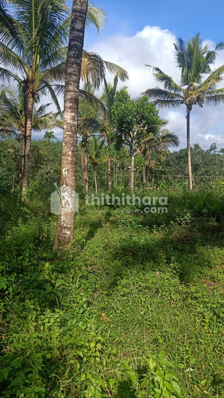 Plot suitable for build house or home stay at Padinjarathara, Wayanad