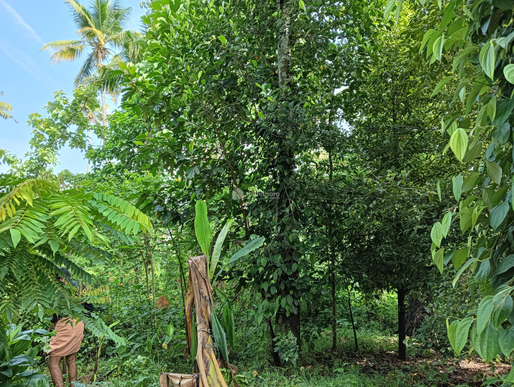 4.5 cent land for sale at Kallettumkara, Irinjalakkuda