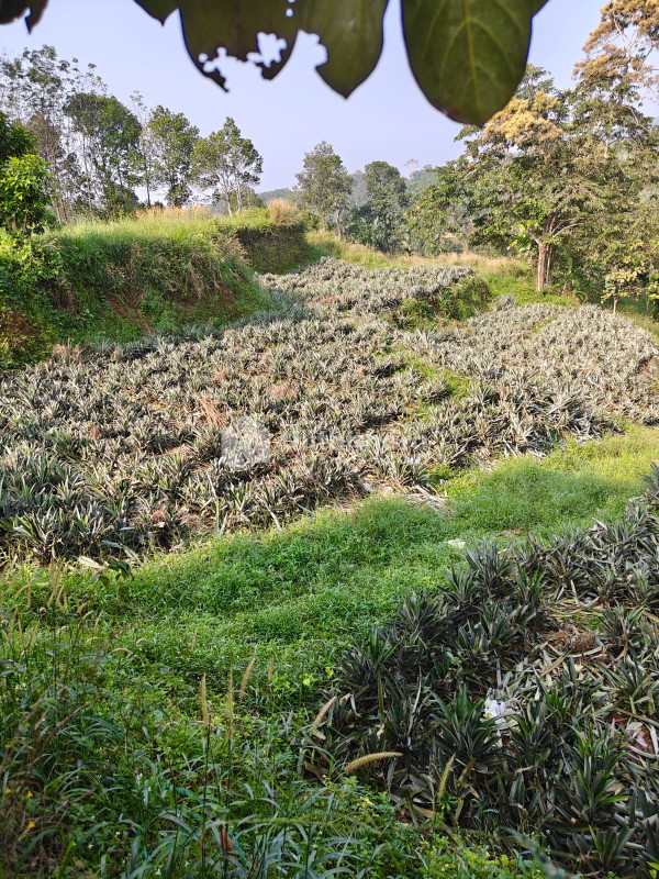Residential Land Available for Sale in Thodupuzha Idukki