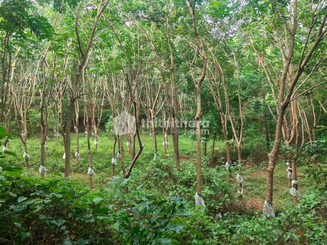 Agricultural Land For Sale in Uppala, Kasaragod