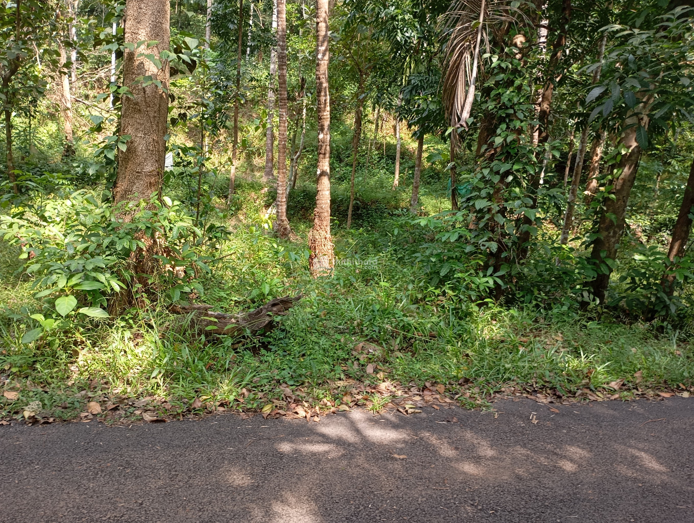 Residential Land Available for  Sale in Mattanur Kannur 