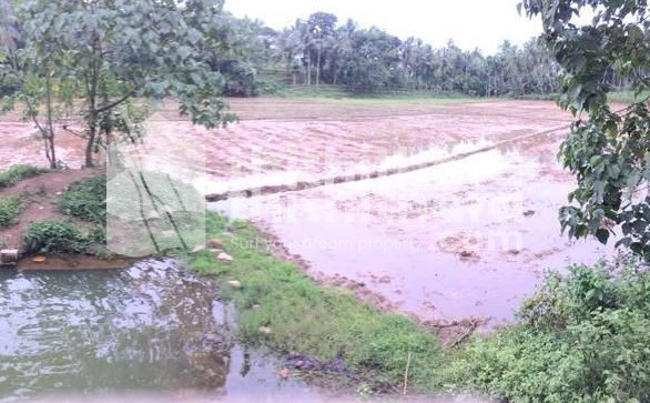 Land for sale(പാടം)/ Padapparamba ,1.60 acre, 10feet road to land