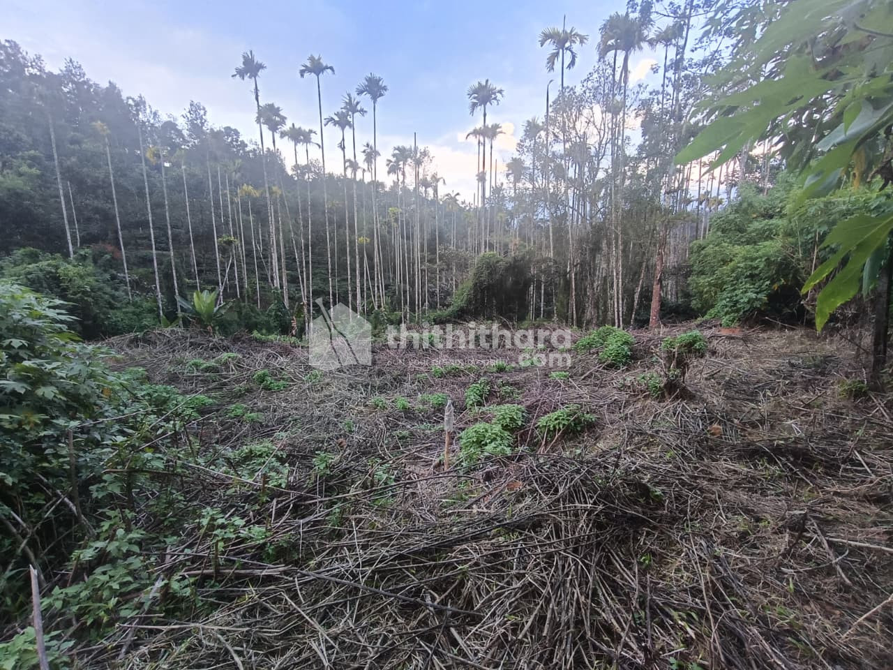 Residential Land Available for Sale in Kalpetta Wayanad