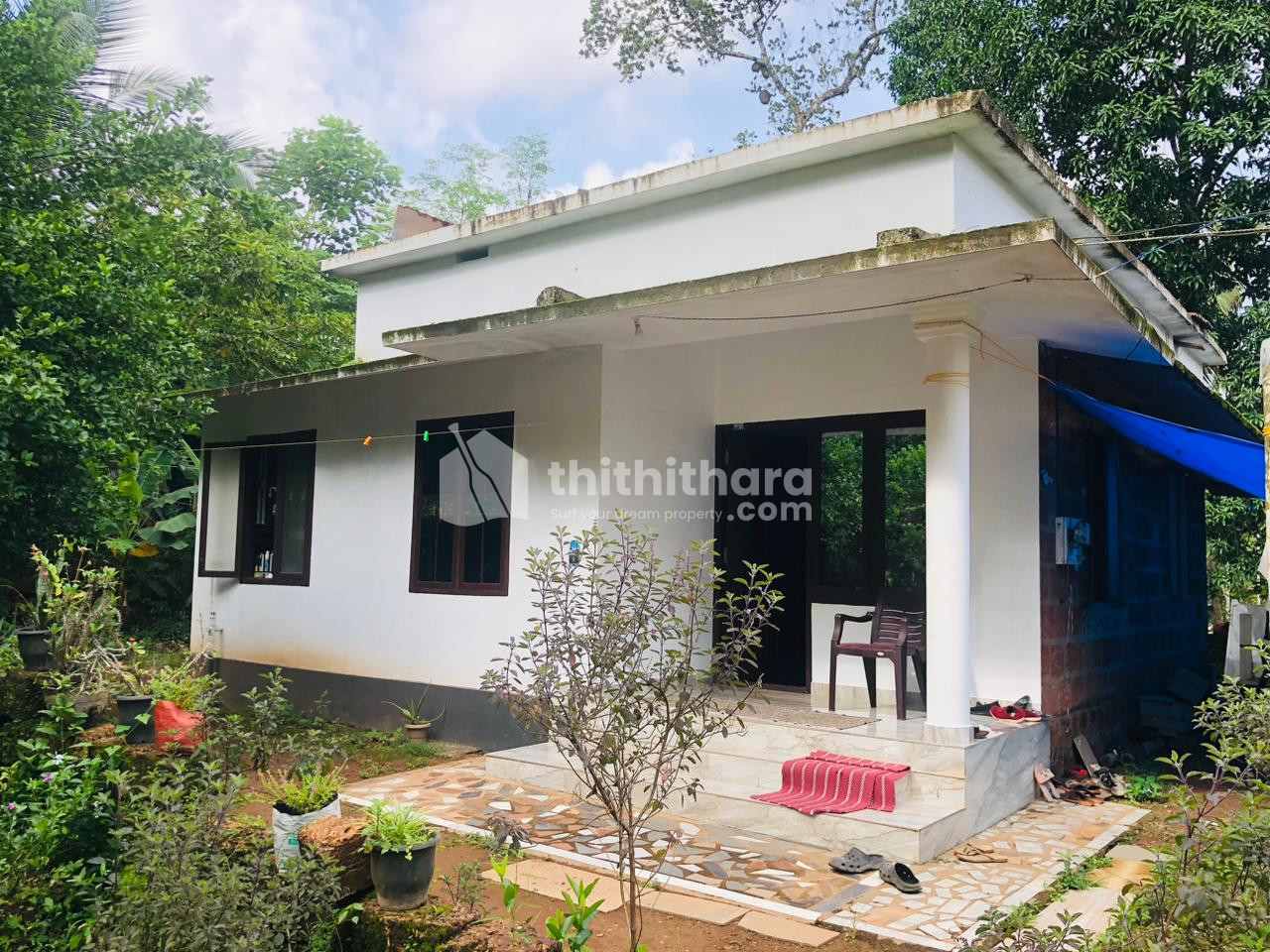 6.5cent plot with house for sale in Panniyoor, Thaliparamba