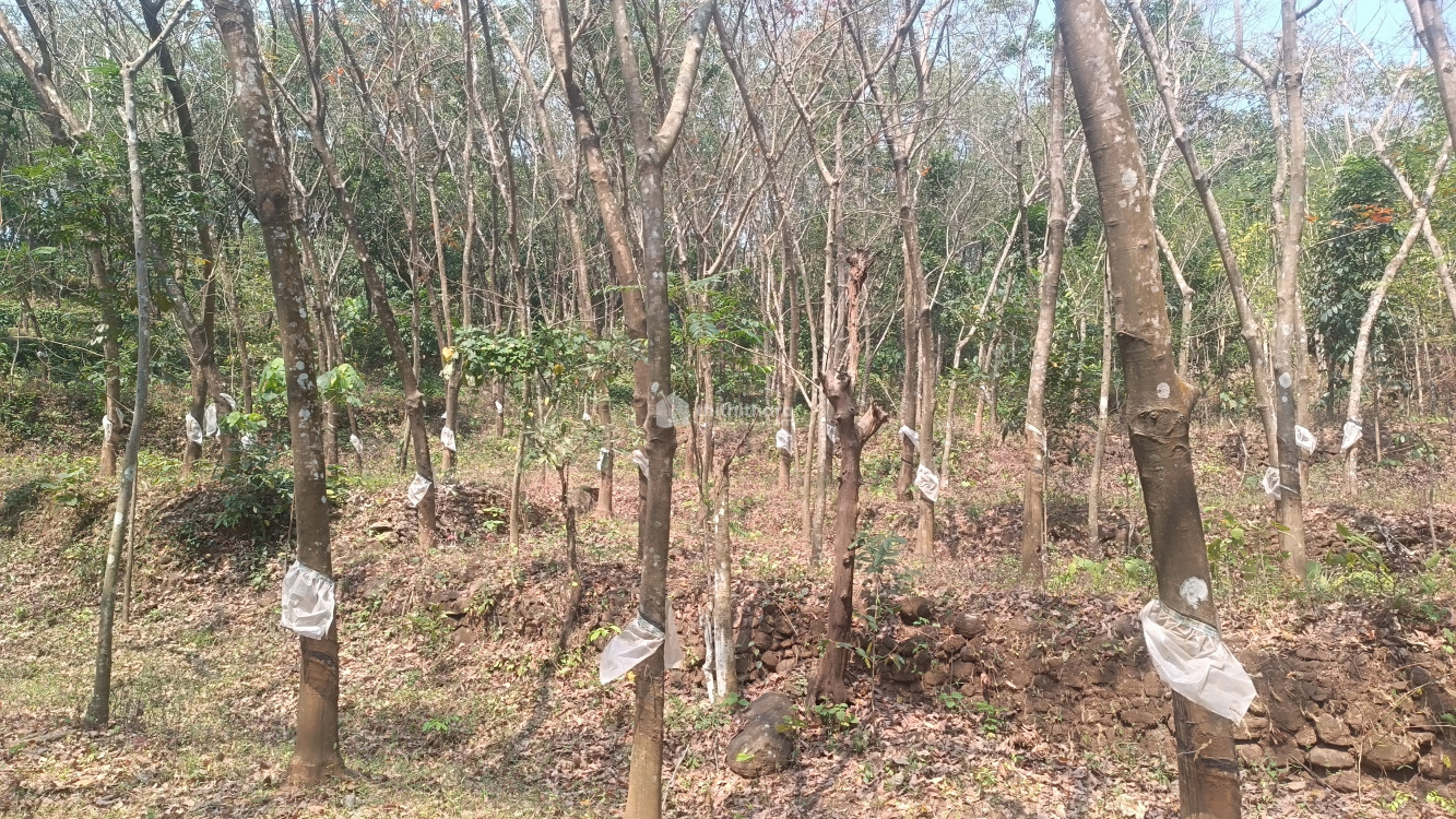 Agricultural Land for Sale in Ollur Thrissur  