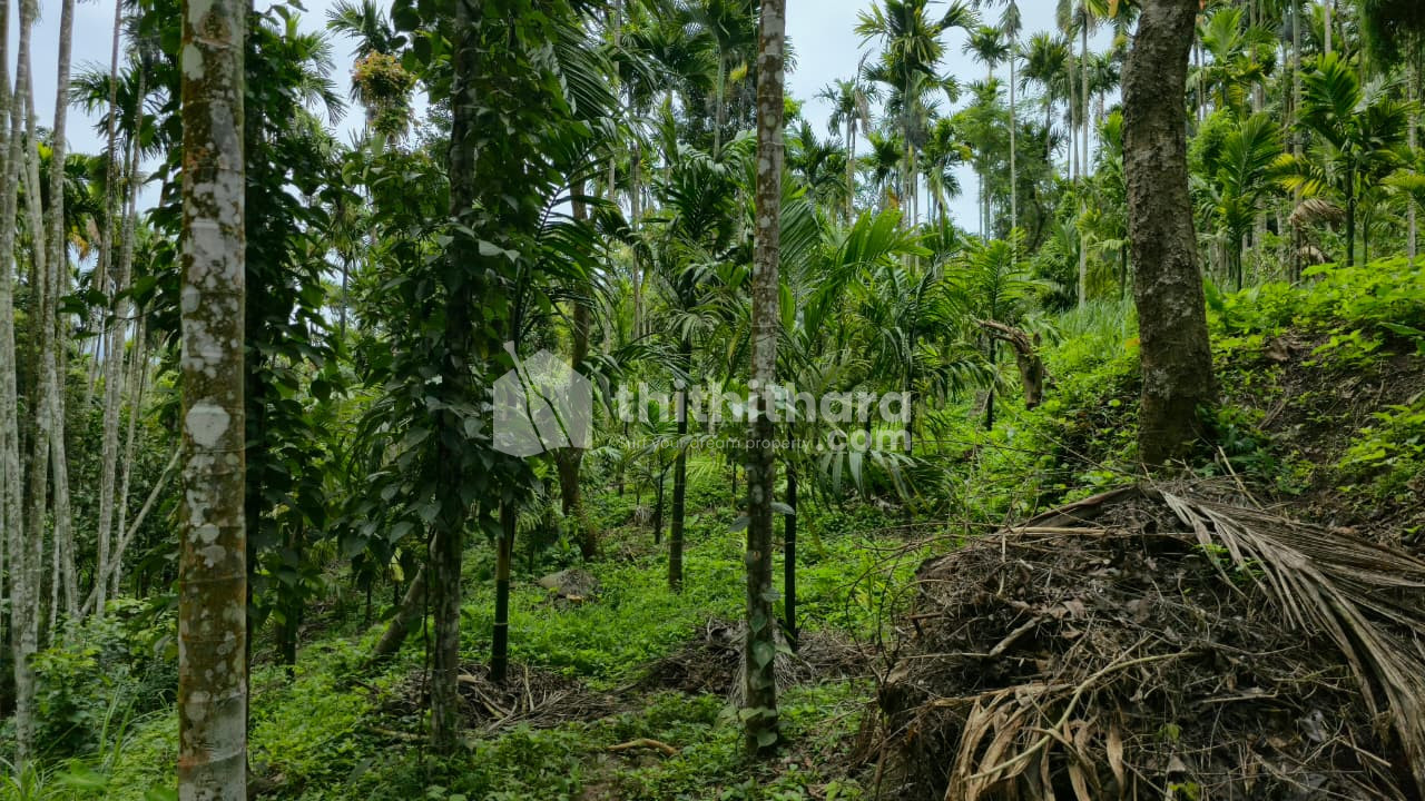 Agricultural Land for sale in Kudiyoor Palakkad 