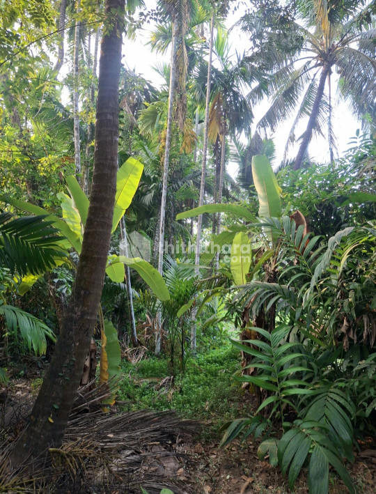 Agricultural land for Sale in Azhikode Kannur   