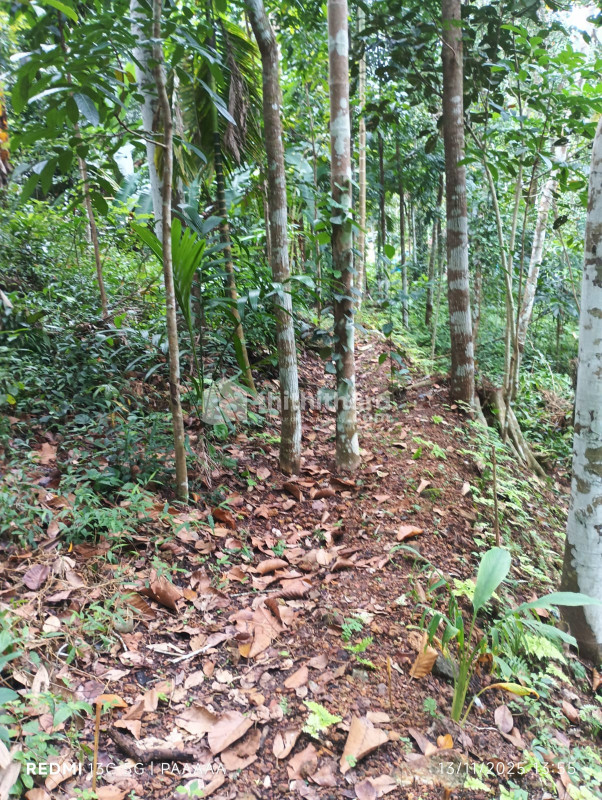  Land available for Sale in  Nedumangad, Thiruvananthapuram
