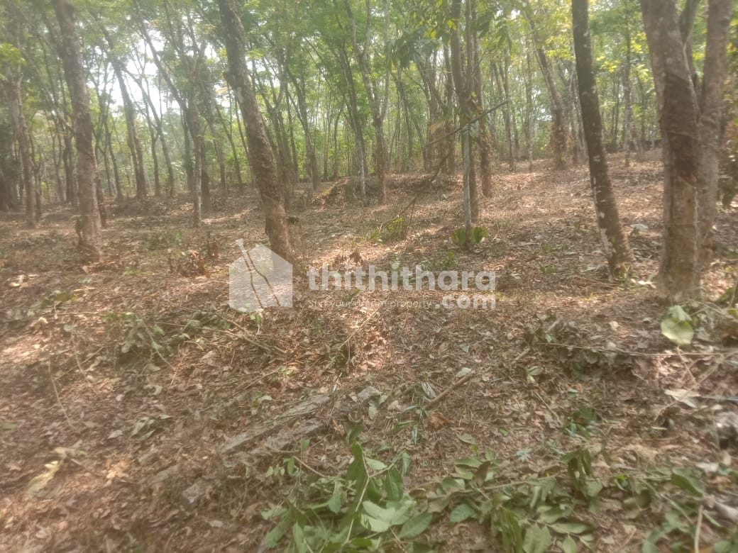  Land available for Sale in Adoor, Pathanamthitta