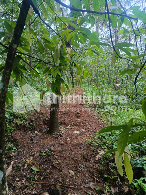 Residential Land available for Sale in Peravoor Kannur