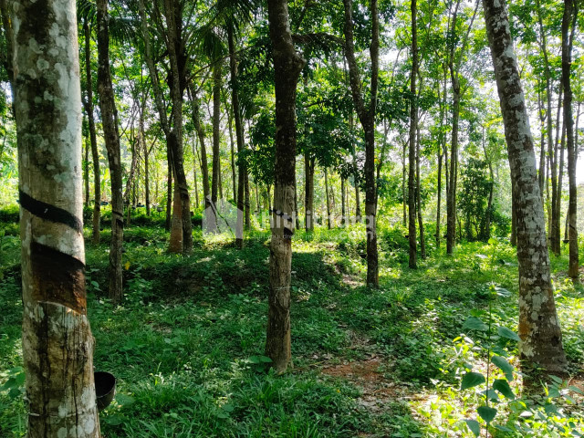 Plots for Sale in Kozhenchery, Pathanamthitta