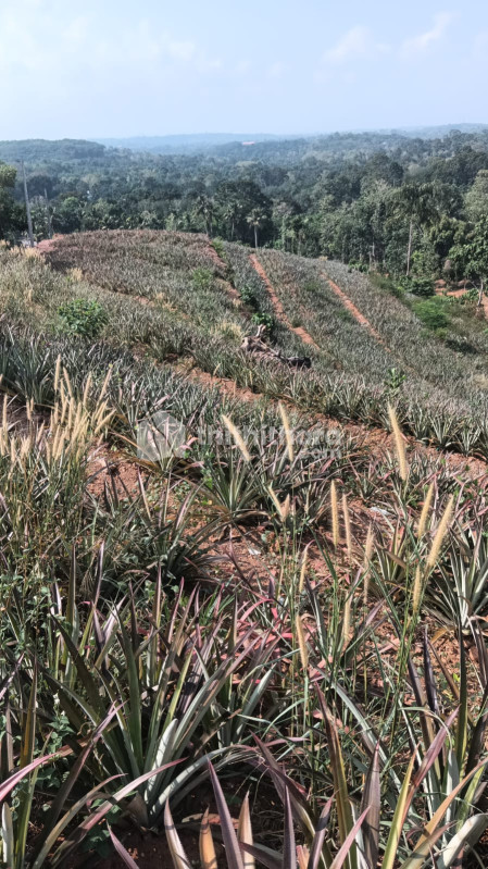Residential Land available for Sale in Piravom Ernakulam