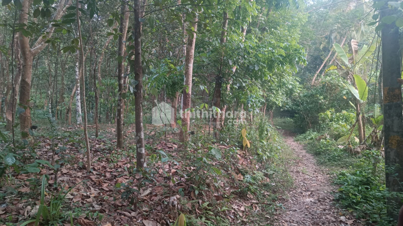 Residential Land for Sale in Chottanikkara Ernakulam