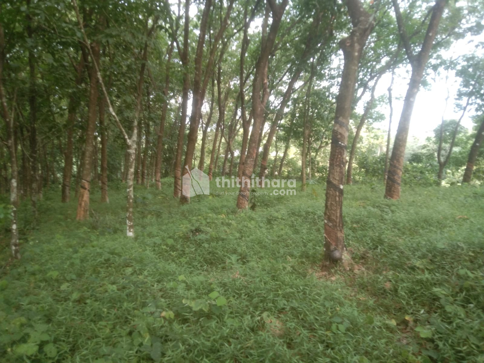 Residential Land available for Sale in Kothamangalam Ernakulam