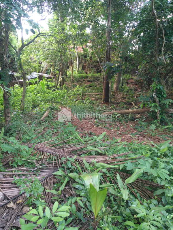 Residential plot for sale in Parappur, Kottakkal