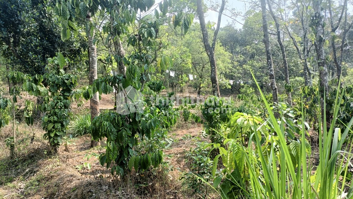 Residential Land available for Sale in Mananthavady Wayanad
