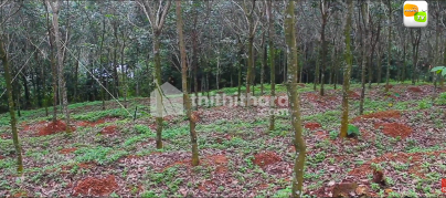 Agricultural Land for Sale in Kozhenchery Pathanamthitta 