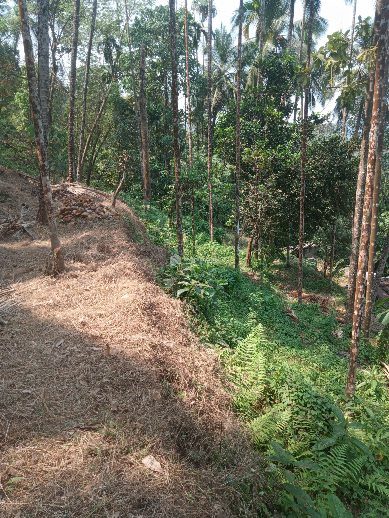 kozhikode pullurampara 2.5 Aker Land for sale