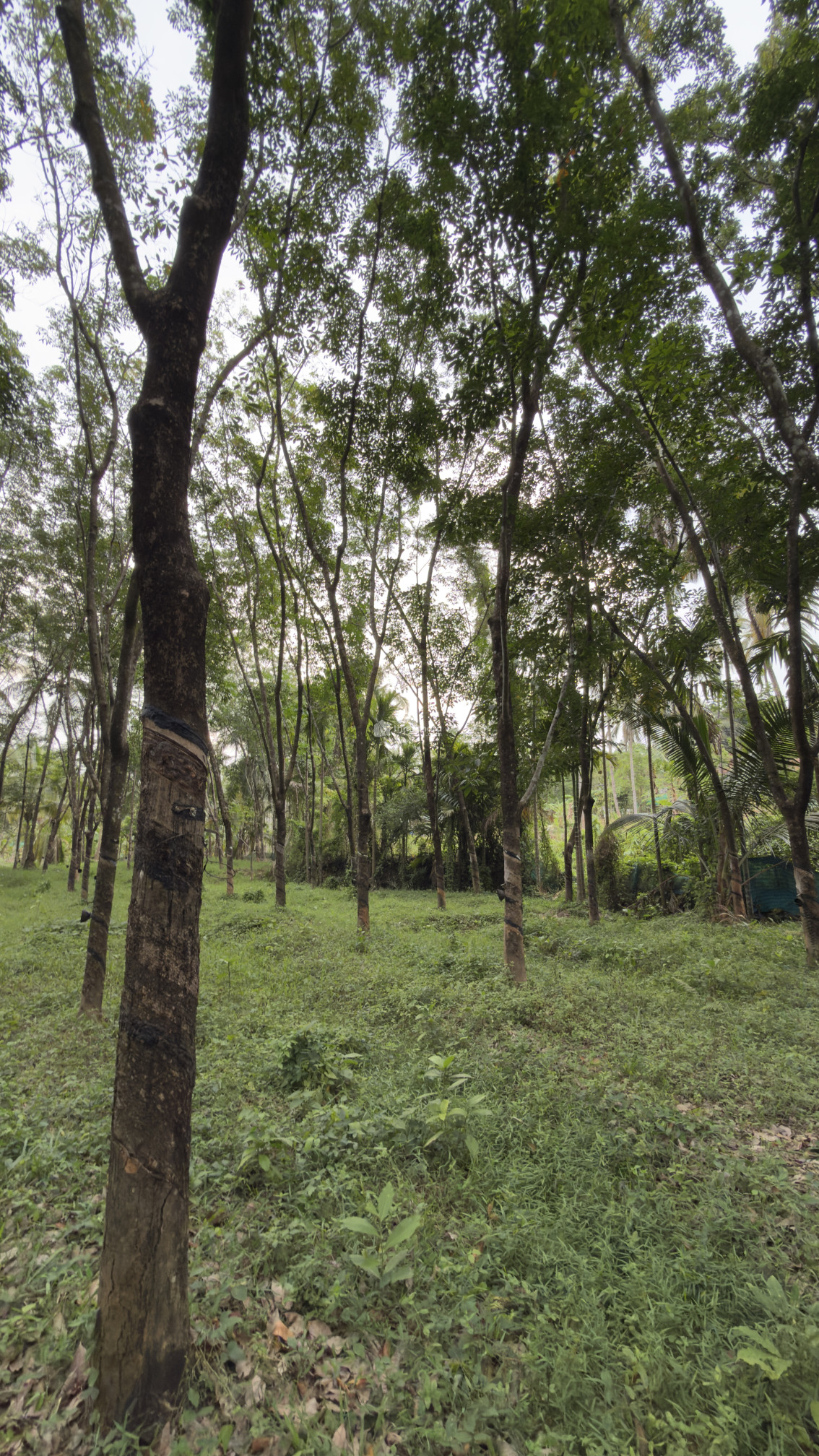 Land for Sale in Vaniyambalam Malappuram