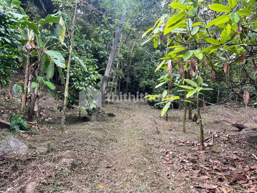 1.4 acre Land suitable for resorts for sale Thenpara, Thiruvambadi