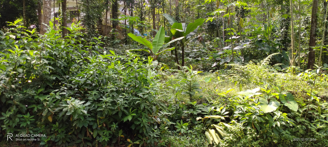 20 cent house plot for sale in Poonjar
