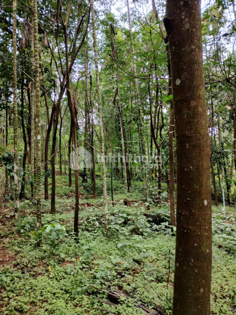 34 cent Residential land for sale at Peravoor ,Kannur