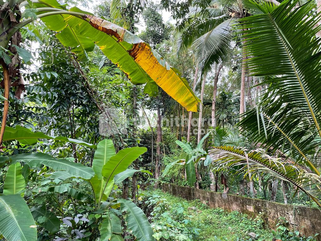 Residential Plot for Sale in Farook College, Feroke