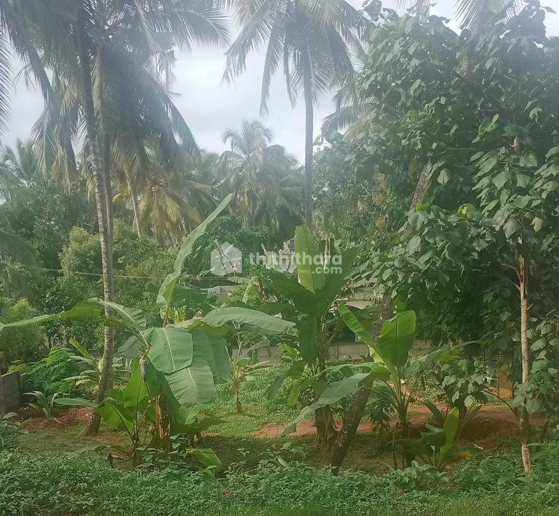 21.25 cent plot