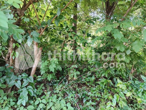 32 cent investment or വീട് വെക്കാൻ അനുയോജ്യമായ സ്ഥലം koodali Kannur