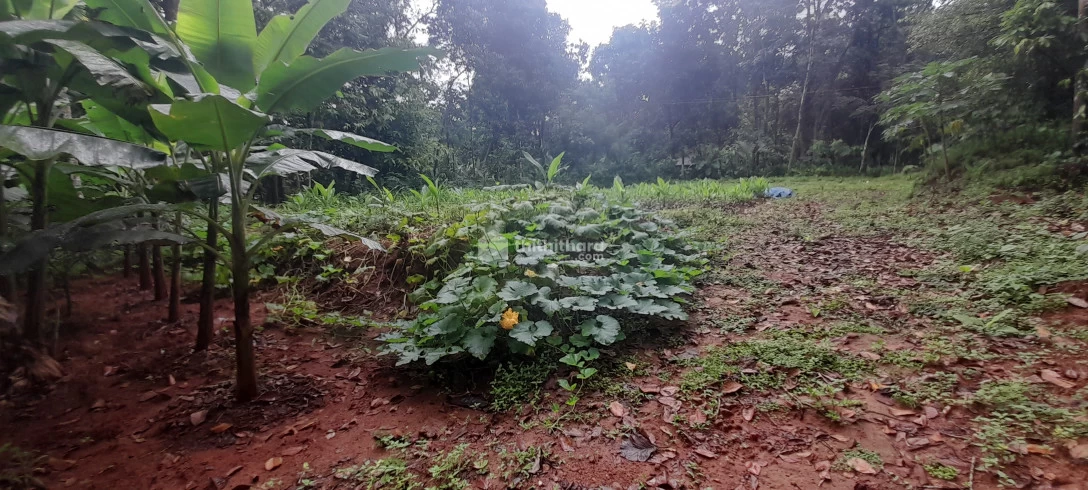 Land for Sale at Mudakuzhakavala, Ernakulam