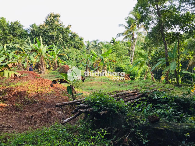 Residential Plot for Sale in Panakkad, Malappuram