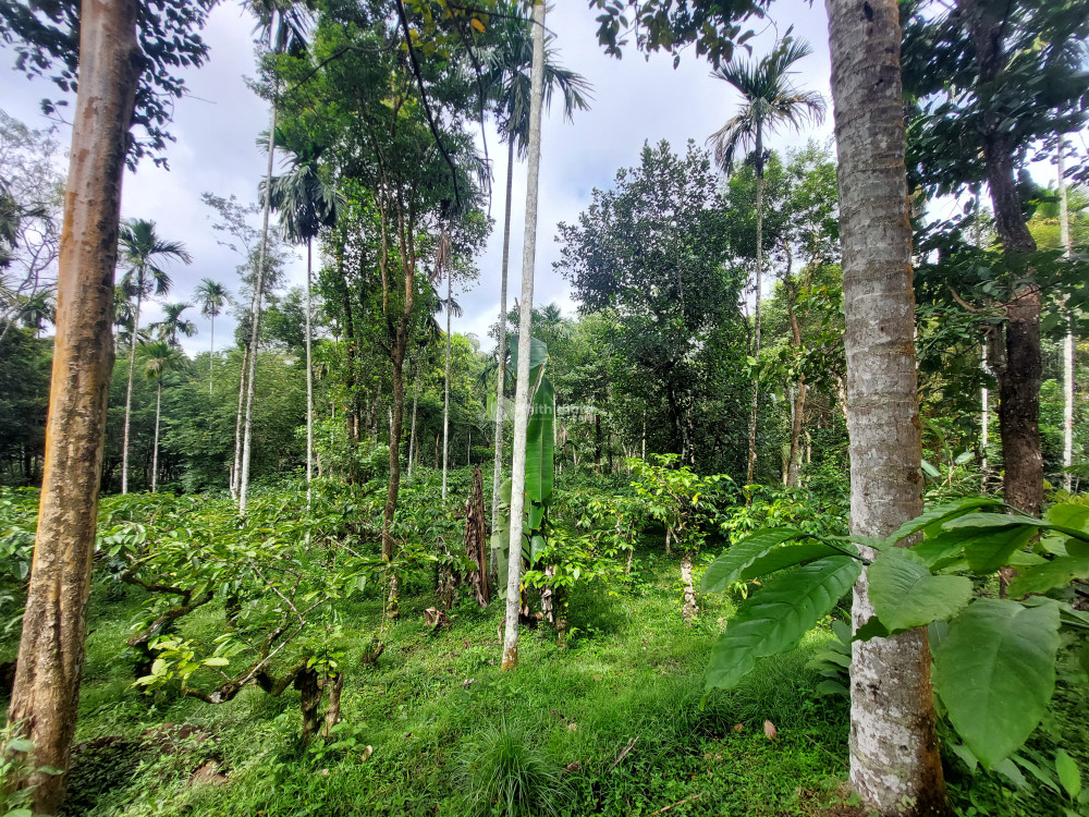 Land for sale in Kolagappara, Sulthan Batheri