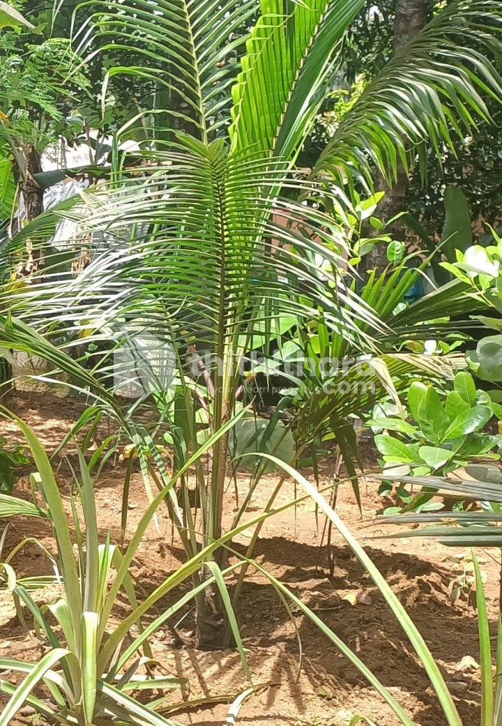 RESIDENTIAL LAND FOR SALE AT THRISSUR