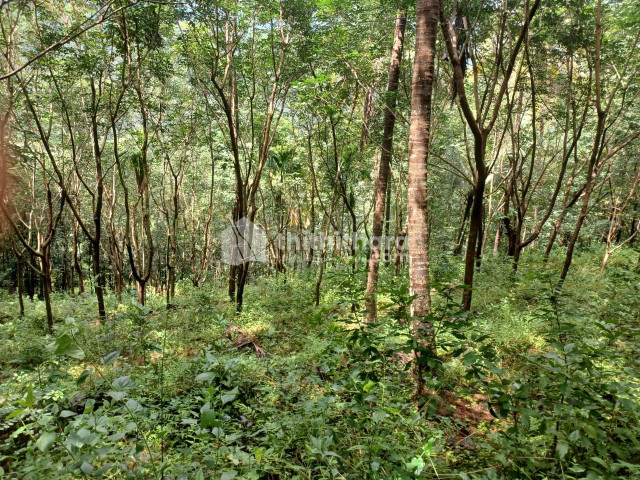 Agricultural land for sale at Kanjangad Kasargod
