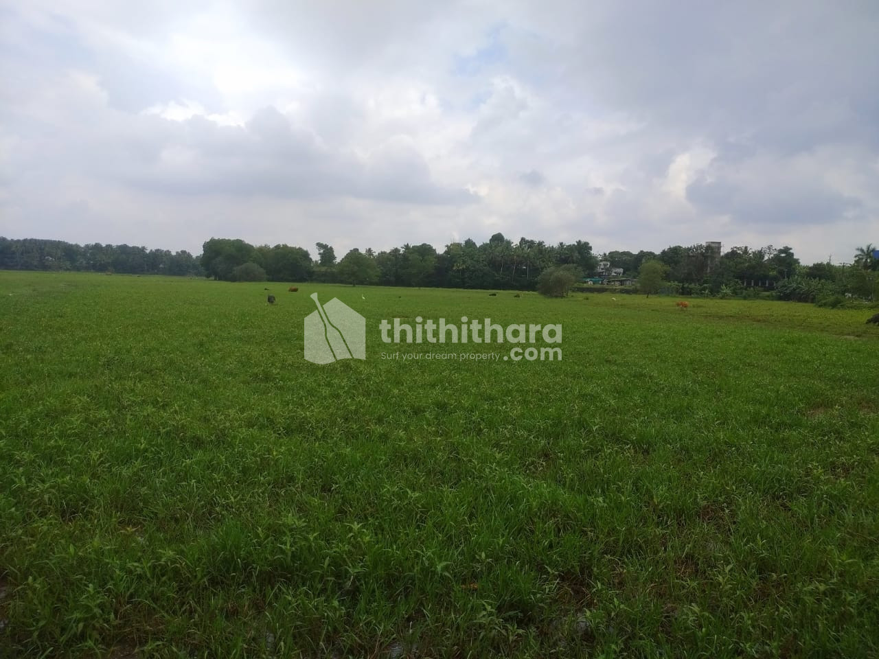Agricultural Land for Sale @ Near Cochin International Airport