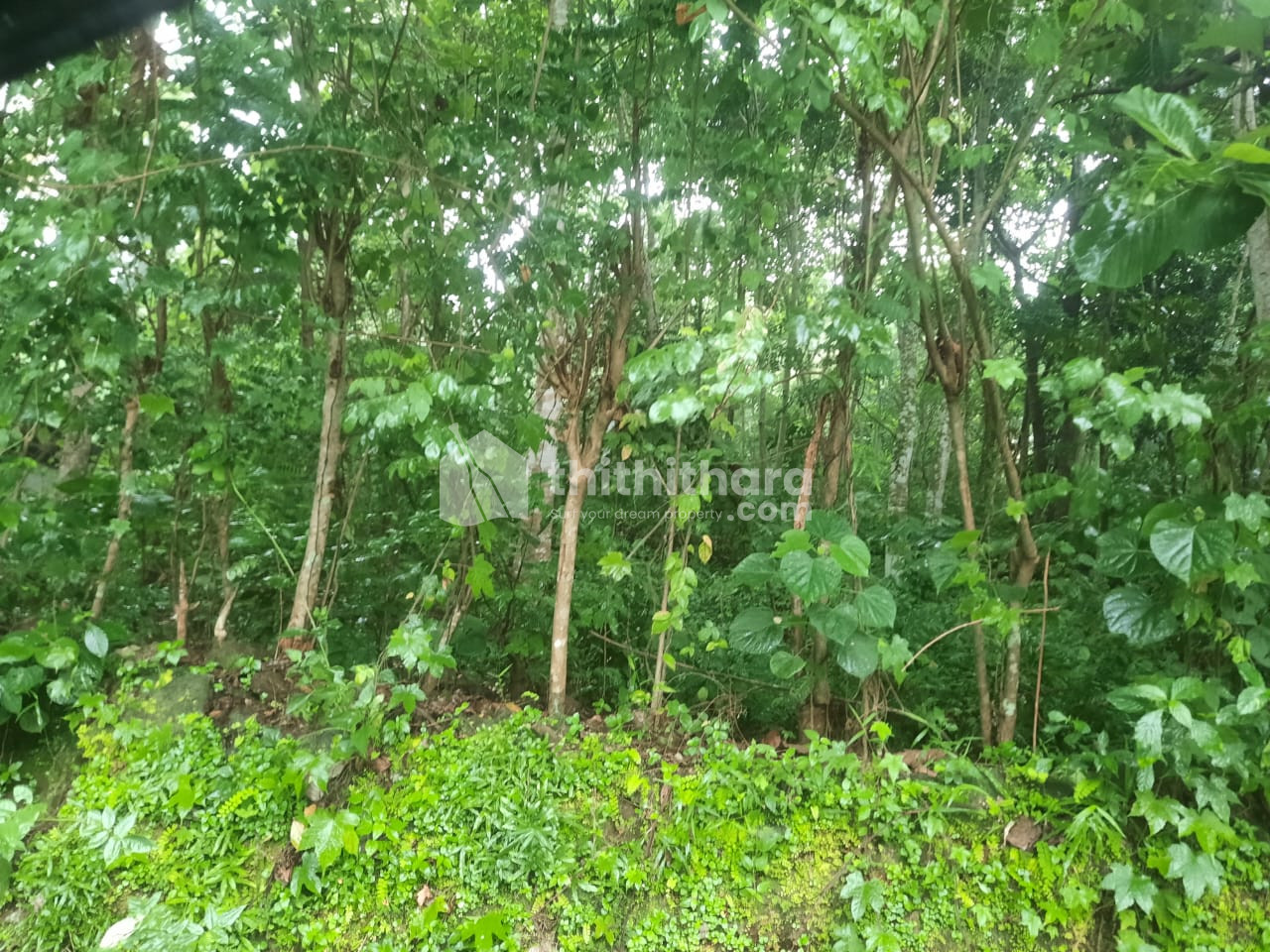 13.5 cent Agricultural land for sale at Mukundapuram, Thrissur