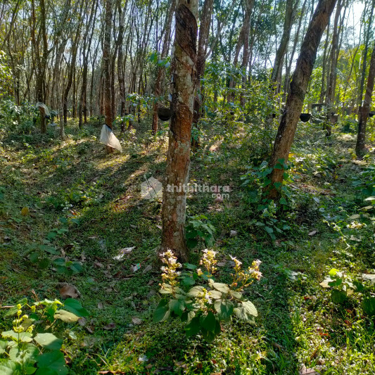Residential Land for sale at Mavelikara, Alapuzha