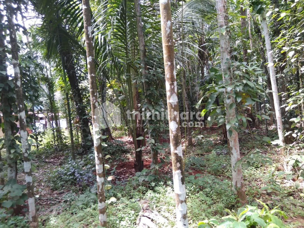 Residential Plot for Sale in Kalady, Edappal