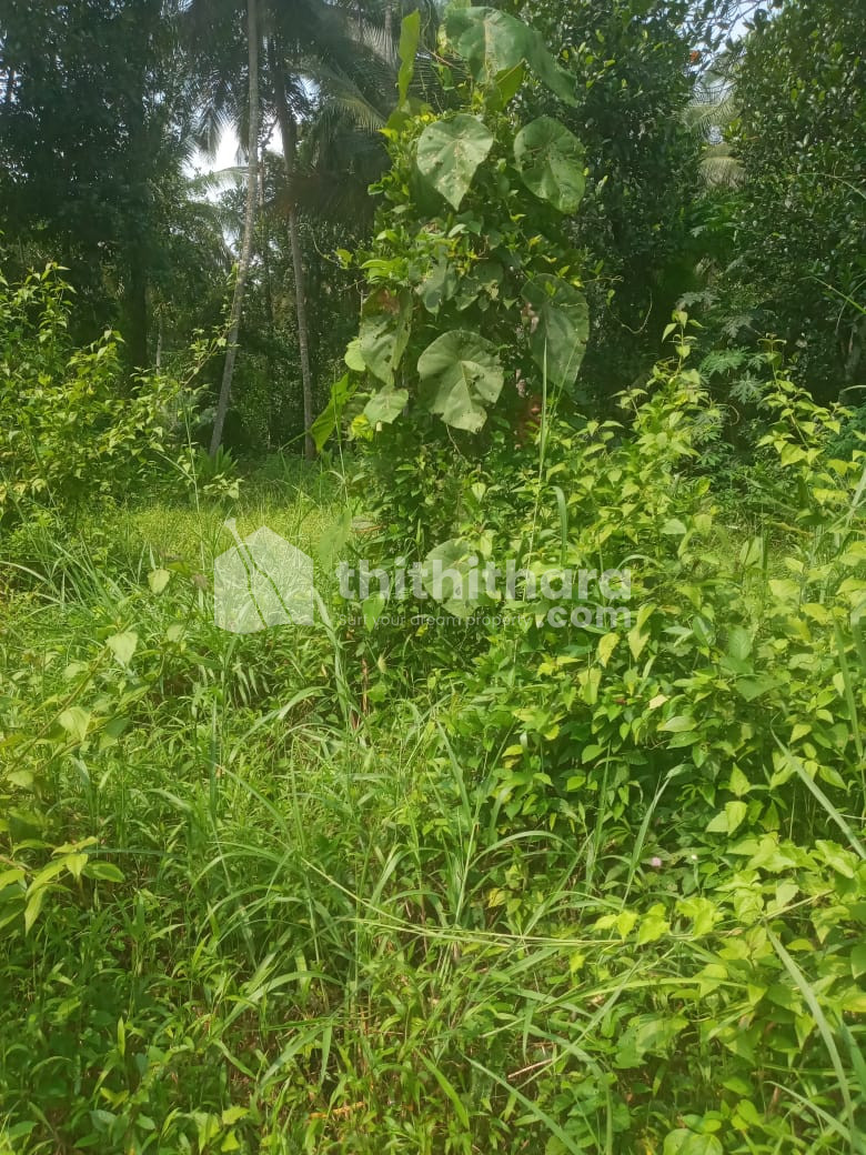 Land for sale Manassery Kozhikode