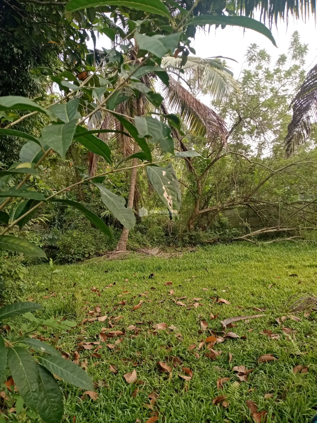 4 cent land for sale in Valluvally, Koonammavu