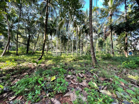 Residential Plot for Sale in Morayur, Kondotty