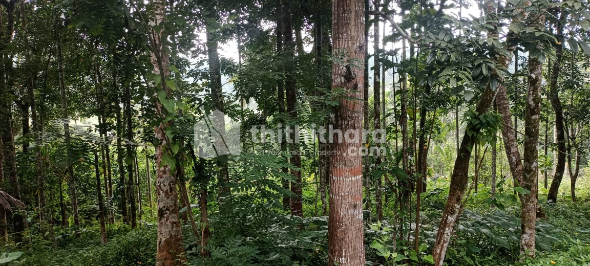 Residential land for sale at Vazhavatta Wayanad