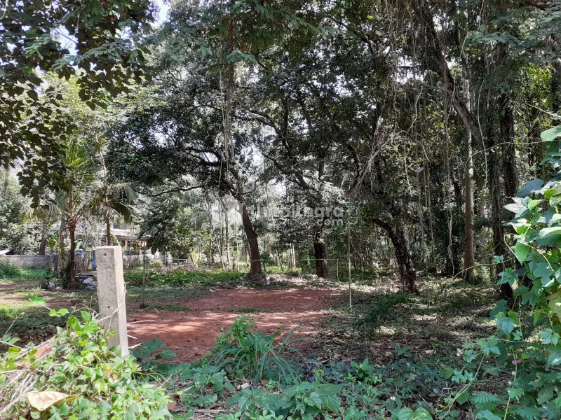 10 CENT LAND IN KOCHI PARAVUR THTTANPADY