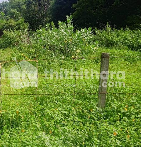 6.2 cents plot at puthussery