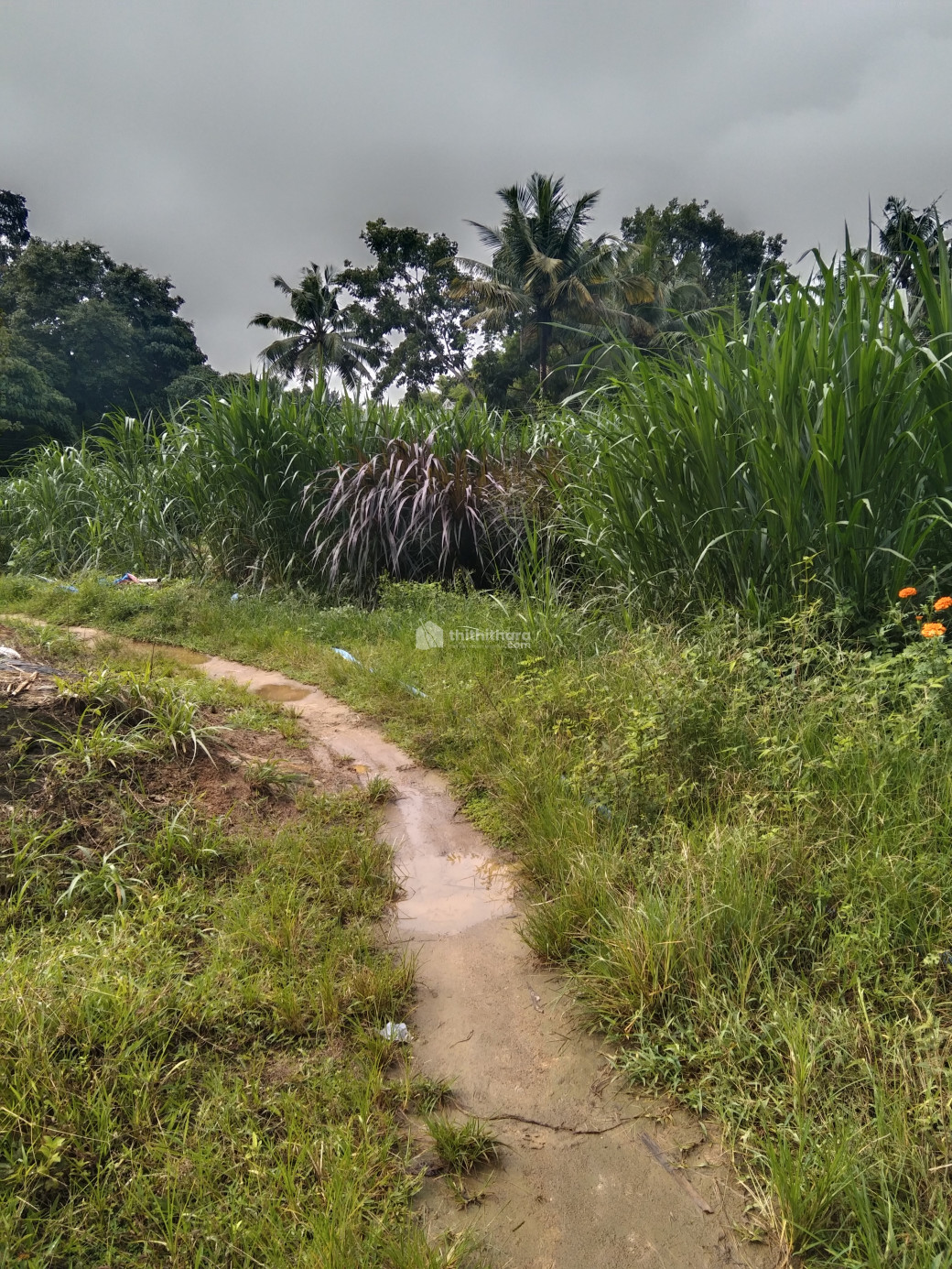 Plot for sale in Pookode, Puthukode