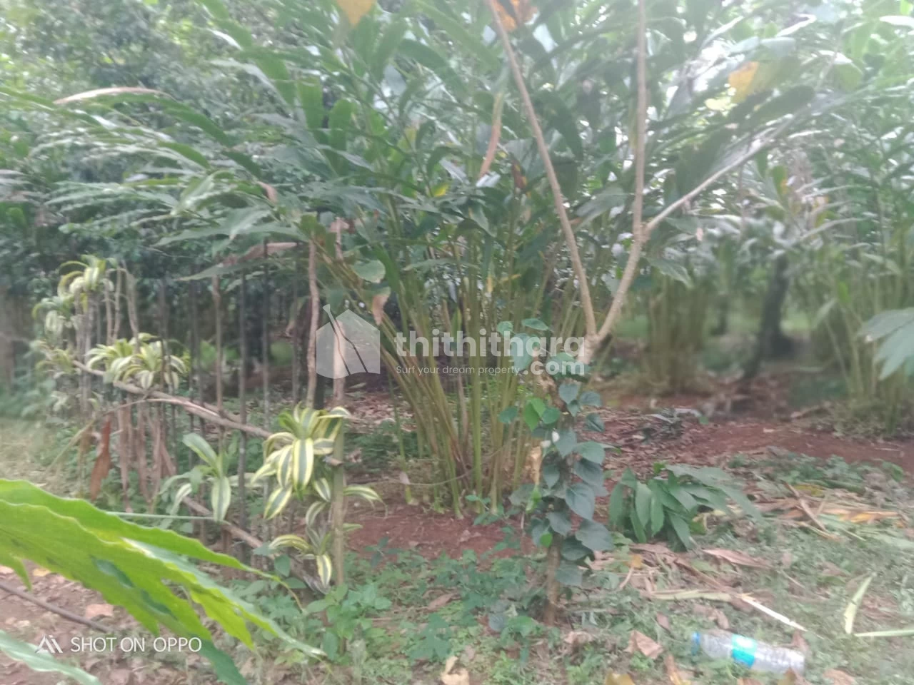 Agricultural Land for sale at Idukki
