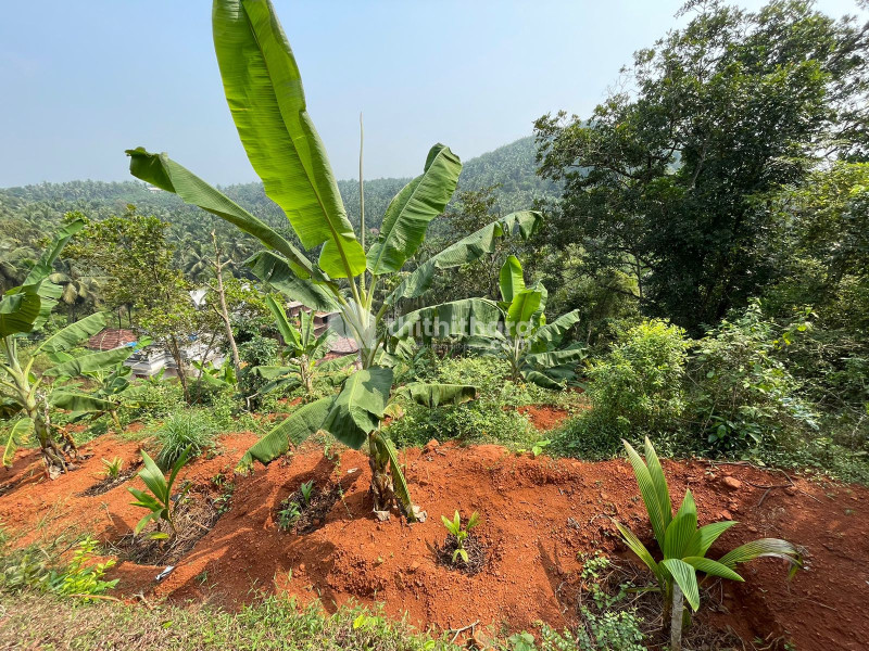 1.5 acre Land for sale at Mundakkulam, Kondotty