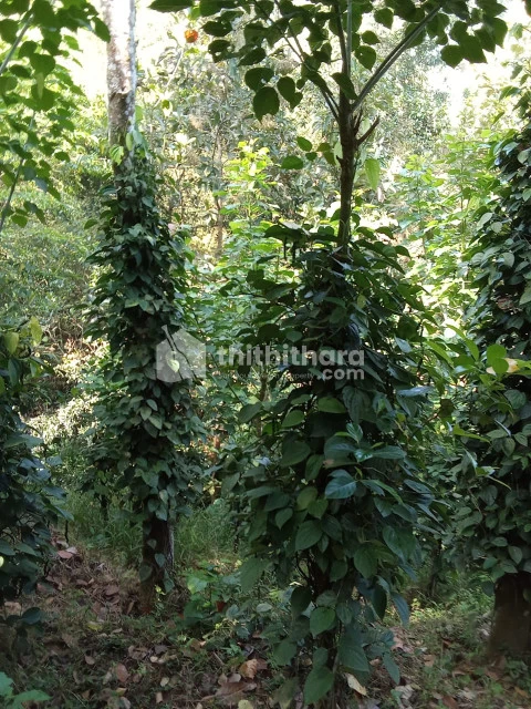 Agricultural Land for sale at Idukki