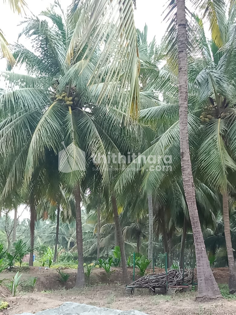 Agricultural land for sale in Palakkad, velanthavalam